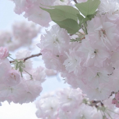 兽设星空元素设计兽圈群